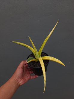 Sansevieria Bandipur Variegated, real gallery image #15 plants. Picture taken directly from kaktus.id community Sansevieria farmer green houses.