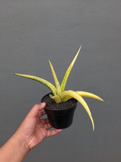 Sansevieria Bandipur Variegated, real gallery image #16 plants. Picture taken directly from kaktus.id community Sansevieria farmer green houses.
