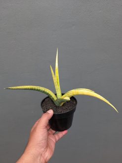 Sansevieria Bandipur Variegated, real gallery image #1 plants. Picture taken directly from kaktus.id community Sansevieria farmer green houses.