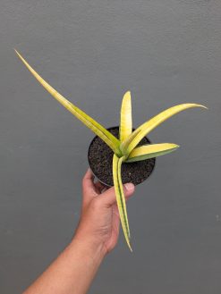 Sansevieria Bandipur Variegated, real gallery image #17 plants. Picture taken directly from kaktus.id community Sansevieria farmer green houses.
