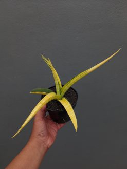 Sansevieria Bandipur Variegated, real gallery image #3 plants. Picture taken directly from kaktus.id community Sansevieria farmer green houses.