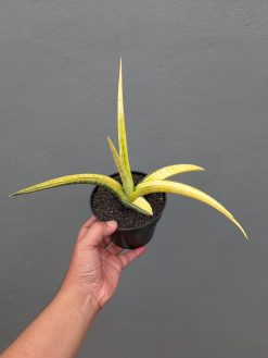 Sansevieria Bandipur Variegated, real gallery image #4 plants. Picture taken directly from kaktus.id community Sansevieria farmer green houses.