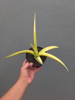 Sansevieria Bandipur Variegated, real gallery image #5 plants. Picture taken directly from kaktus.id community Sansevieria farmer green houses.