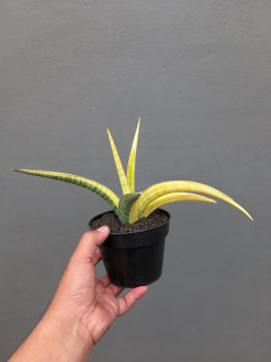 Sansevieria Bandipur Variegated, real gallery image #6 plants. Picture taken directly from kaktus.id community Sansevieria farmer green houses.
