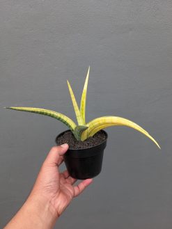 Sansevieria Bandipur Variegated, real gallery image #7 plants. Picture taken directly from kaktus.id community Sansevieria farmer green houses.