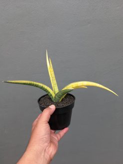 Sansevieria Bandipur Variegated, real gallery image #8 plants. Picture taken directly from kaktus.id community Sansevieria farmer green houses.