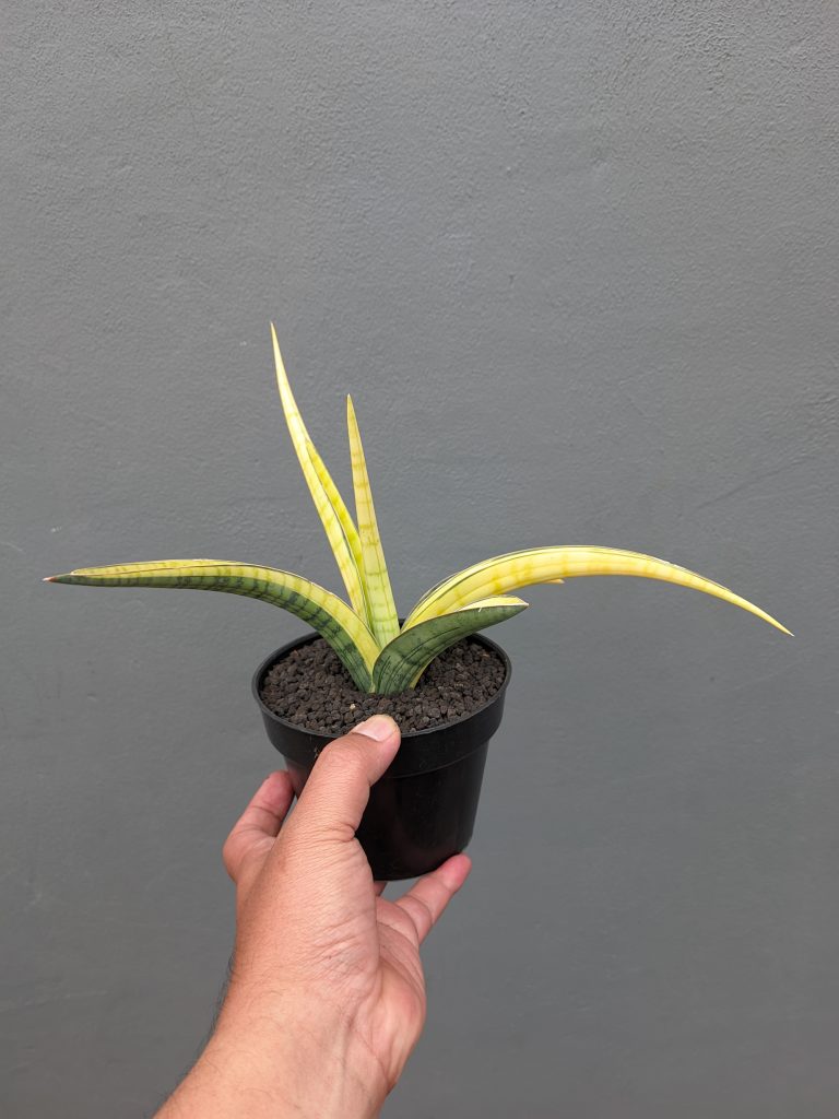 kaktus.id