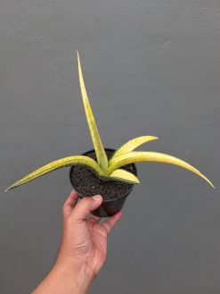Sansevieria Bandipur Variegated, real gallery image #10 plants. Picture taken directly from kaktus.id community Sansevieria farmer green houses.
