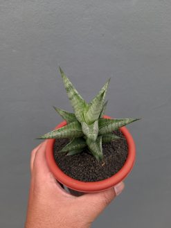 Sansevieria Merlyn Greey, real gallery image #4 plants. Picture taken directly from kaktus.id community Sansevieria farmer green houses.