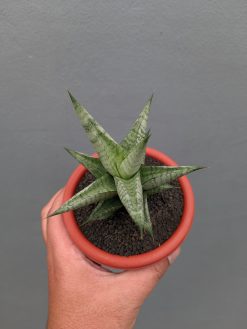Sansevieria Merlyn Greey, real gallery image #5 plants. Picture taken directly from kaktus.id community Sansevieria farmer green houses.