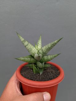 Sansevieria Merlyn Greey, real gallery image #6 plants. Picture taken directly from kaktus.id community Sansevieria farmer green houses.