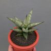 Sansevieria Merlyn Greey, real feature image plant. Picture taken directly from kaktus.id community Sansevieria farmer green houses.