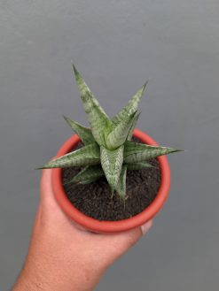 Sansevieria Merlyn Greey, real gallery image #2 plants. Picture taken directly from kaktus.id community Sansevieria farmer green houses.