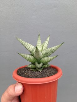 Sansevieria Merlyn Greey, real gallery image #3 plants. Picture taken directly from kaktus.id community Sansevieria farmer green houses.