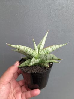 Sansevieria Anjani x Blue Ice, real gallery image #2 plants. Picture taken directly from kaktus.id community Sansevieria farmer green houses.