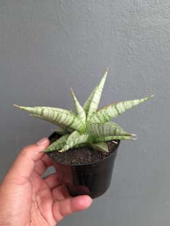 Sansevieria Anjani x Blue Ice, real gallery image #8 plants. Picture taken directly from kaktus.id community Sansevieria farmer green houses.