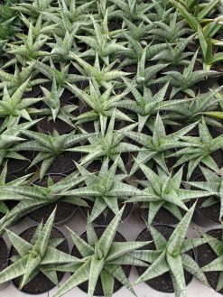 Sansevieria Anjani x Blue Ice, real gallery image #1 plants. Picture taken directly from kaktus.id community Sansevieria farmer green houses.