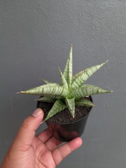 Sansevieria Anjani x Blue Ice, real gallery image #4 plants. Picture taken directly from kaktus.id community Sansevieria farmer green houses.