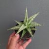 Sansevieria Anjani x Blue Ice, real feature image plant. Picture taken directly from kaktus.id community Sansevieria farmer green houses.