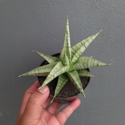 Sansevieria Anjani x Blue Ice, real feature image plant. Picture taken directly from kaktus.id community Sansevieria farmer green houses.