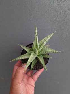 Sansevieria Anjani x Blue Ice, real gallery image #7 plants. Picture taken directly from kaktus.id community Sansevieria farmer green houses.