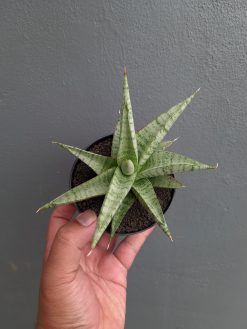 Sansevieria Anjani x Blue Ice, real gallery image #9 plants. Picture taken directly from kaktus.id community Sansevieria farmer green houses.