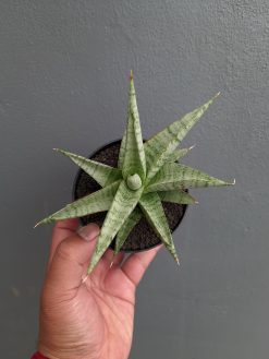 Sansevieria Anjani x Blue Ice, real gallery image #10 plants. Picture taken directly from kaktus.id community Sansevieria farmer green houses.