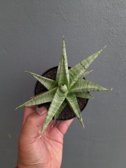 Sansevieria Anjani x Blue Ice, real gallery image #5 plants. Picture taken directly from kaktus.id community Sansevieria farmer green houses.
