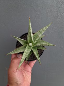 Sansevieria Anjani x Blue Ice, real gallery image #3 plants. Picture taken directly from kaktus.id community Sansevieria farmer green houses.