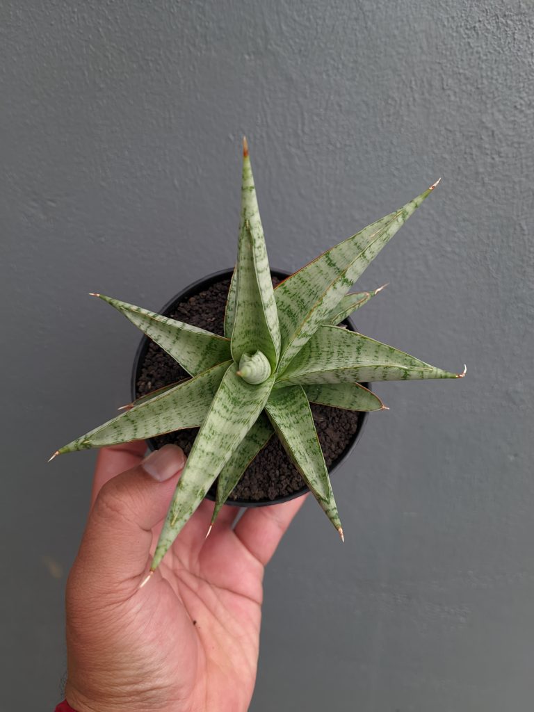 kaktus.id
