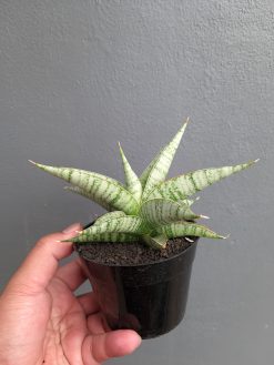 Sansevieria Anjani x Blue Ice, real gallery image #6 plants. Picture taken directly from kaktus.id community Sansevieria farmer green houses.