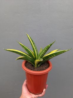 Sansevieria Marcopolo Variegated Size 25 Cm, real gallery image #2 plants. Picture taken directly from kaktus.id community Sansevieria farmer green houses.