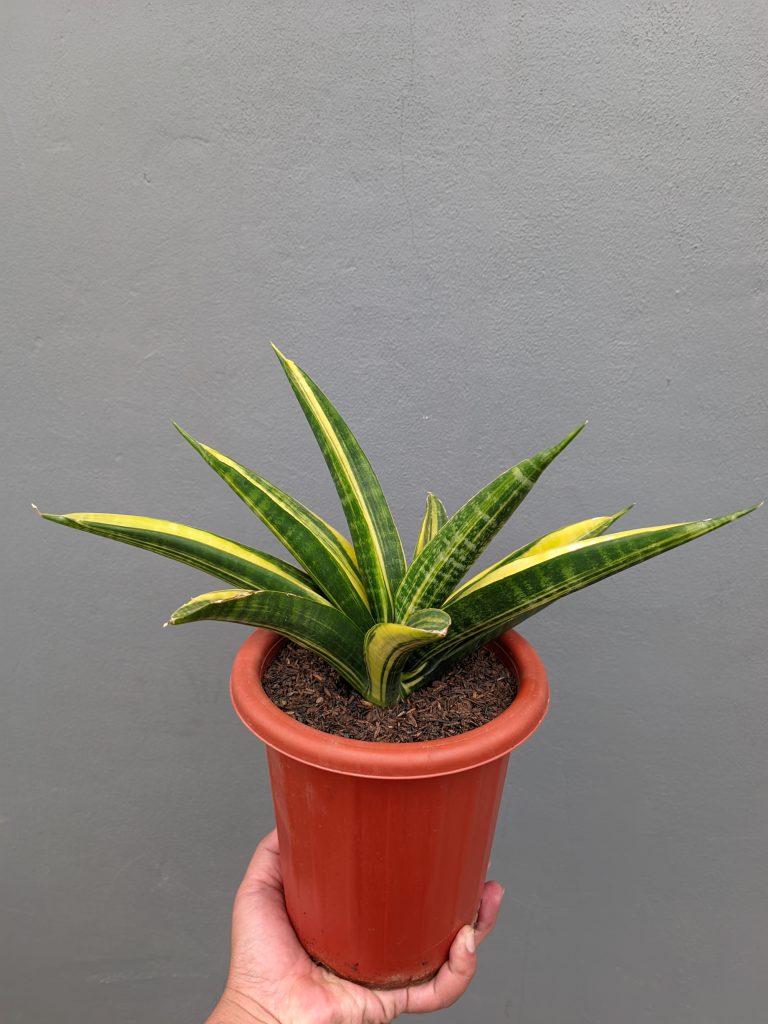 kaktus.id