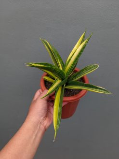Sansevieria Marcopolo Variegated Size 25 Cm, real gallery image #3 plants. Picture taken directly from kaktus.id community Sansevieria farmer green houses.