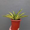 Sansevieria Marcopolo Variegated Size 25 Cm, real feature image plant. Picture taken directly from kaktus.id community Sansevieria farmer green houses.
