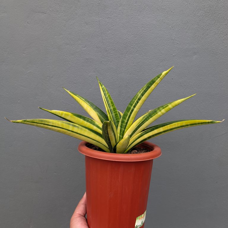 1355. Sansevieria Marcopolo Variegated Size 25 Cm