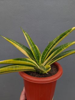 Sansevieria Marcopolo Variegated Size 25 Cm, real gallery image #4 plants. Picture taken directly from kaktus.id community Sansevieria farmer green houses.
