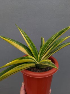 Sansevieria Marcopolo Variegated Size 25 Cm, real gallery image #5 plants. Picture taken directly from kaktus.id community Sansevieria farmer green houses.