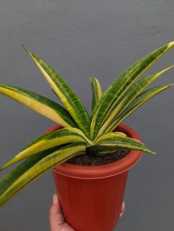 Sansevieria Marcopolo Variegated Size 25 Cm, real gallery image #6 plants. Picture taken directly from kaktus.id community Sansevieria farmer green houses.