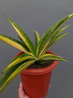 Sansevieria Marcopolo Variegated Size 25 Cm, real gallery image #7 plants. Picture taken directly from kaktus.id community Sansevieria farmer green houses.