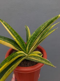 Sansevieria Marcopolo Variegated Size 25 Cm, real gallery image #8 plants. Picture taken directly from kaktus.id community Sansevieria farmer green houses.