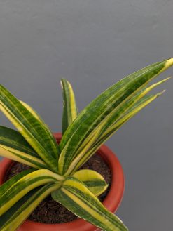 Sansevieria Marcopolo Variegated Size 25 Cm, real gallery image #1 plants. Picture taken directly from kaktus.id community Sansevieria farmer green houses.