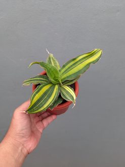 Sansevieria Black Rose Variegated, real gallery image #2 plants. Picture taken directly from kaktus.id community Sansevieria farmer green houses.