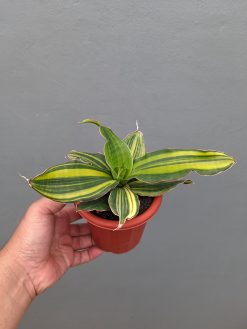 Sansevieria Black Rose Variegated, real gallery image #3 plants. Picture taken directly from kaktus.id community Sansevieria farmer green houses.