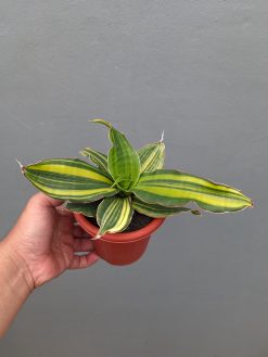 Sansevieria Black Rose Variegated, real gallery image #4 plants. Picture taken directly from kaktus.id community Sansevieria farmer green houses.