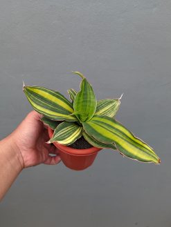 Sansevieria Black Rose Variegated, real gallery image #5 plants. Picture taken directly from kaktus.id community Sansevieria farmer green houses.