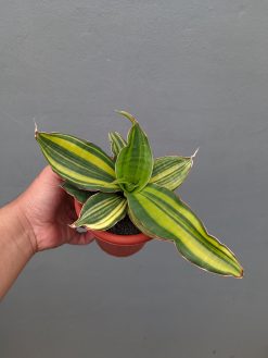 Sansevieria Black Rose Variegated, real gallery image #6 plants. Picture taken directly from kaktus.id community Sansevieria farmer green houses.