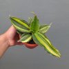 Sansevieria Black Rose Variegated, real feature image plant. Picture taken directly from kaktus.id community Sansevieria farmer green houses.