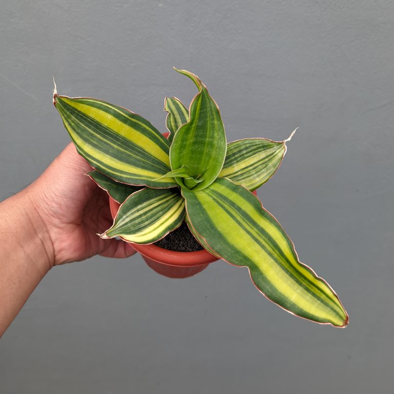 1356. Sansevieria Black Rose Variegated