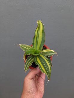 Sansevieria Black Rose Variegated, real gallery image #7 plants. Picture taken directly from kaktus.id community Sansevieria farmer green houses.